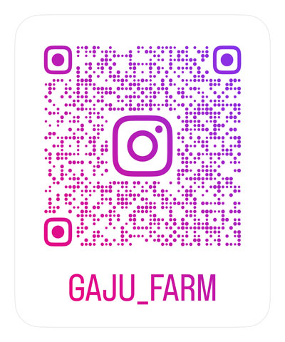 GAJU_FARM INSTAGRAM