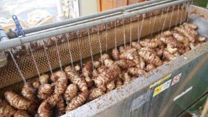 和草堂栽培写真